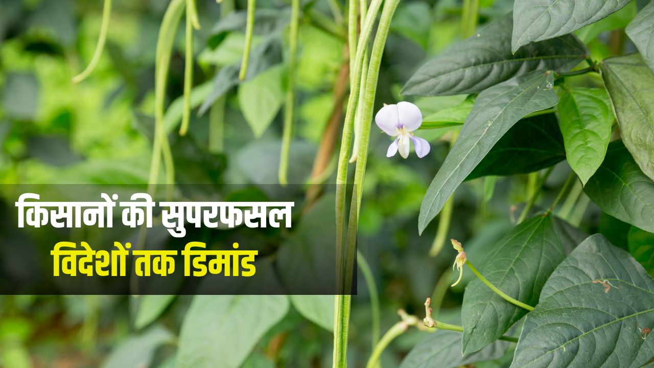 लंबे समय तक ताजा रहेगी और न सूखेगी न सड़ेगी.. IIVR की नई सब्जी किस्म ‘काशी विशान’ का जलवा