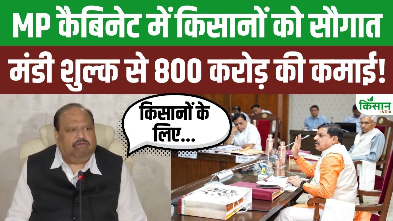 मध्य प्रदेश कैबिनेट का बड़ा फैसला, मंडी शुल्क बढ़ने से कपास किसानों की बढ़ सकती है चिंता