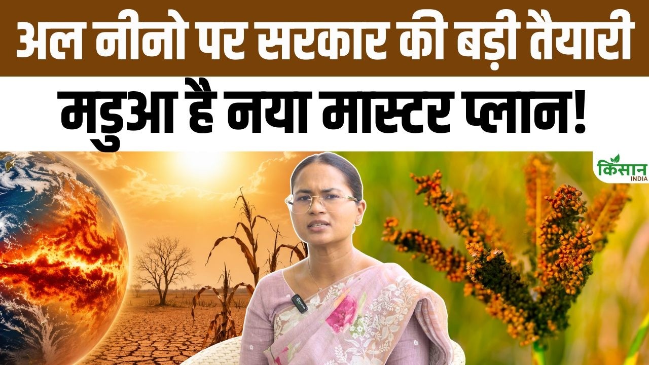 El Nino और कमजोर मानसून की चिंता के बीच मडुआ की खेती किसानों के लिए बन सकती है कमाई का सहारा