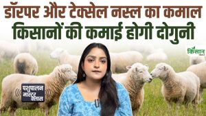 सिर्फ 4 महीने में 40 किलो वजन, ऑस्ट्रेलिया की डॉरपर और टेक्सेल भेड़ों का चौंकाने वाला सच सिर्फ 4 महीने में 40 किलो वजन, ऑस्ट्रेलिया की डॉरपर और टेक्सेल भेड़ों का चौंकाने वाला सच