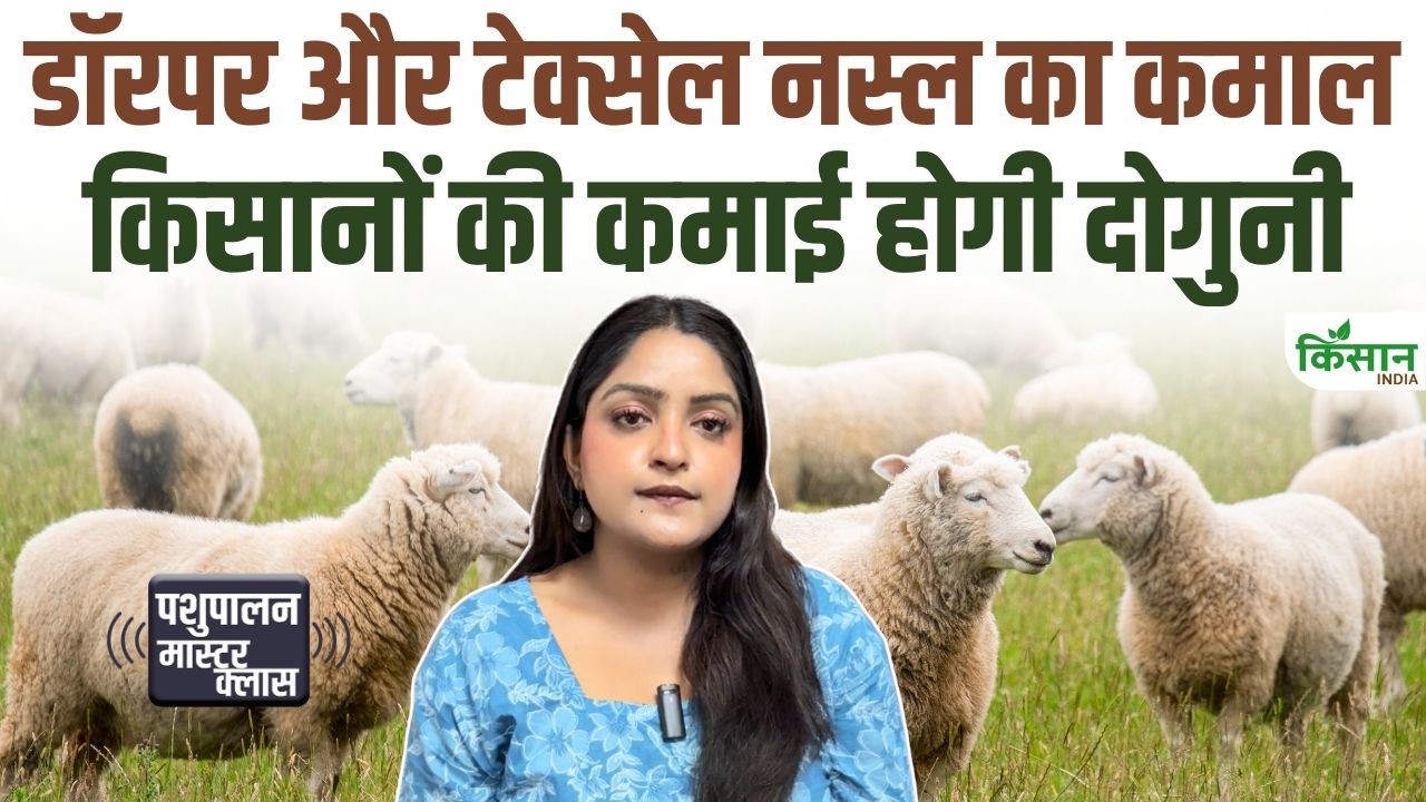 सिर्फ 4 महीने में 40 किलो वजन, ऑस्ट्रेलिया की डॉरपर और टेक्सेल भेड़ों का चौंकाने वाला सच