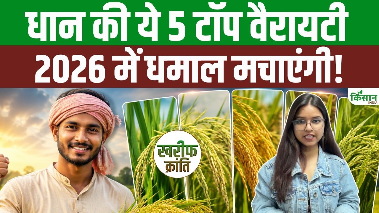 Dhan Ki Top Variety : 2026 की टॉप 5 धान वैरायटी! सबसे ज्यादा पैदावार और मुनाफा