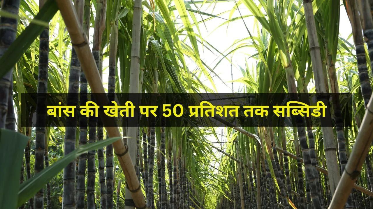 Tip Of The Day: धान-गेहूं छोड़ ‘हरा सोना’ उगाकर कमाएं लाखों रुपये, सरकार भी दे रही 50 फीसदी तक मदद