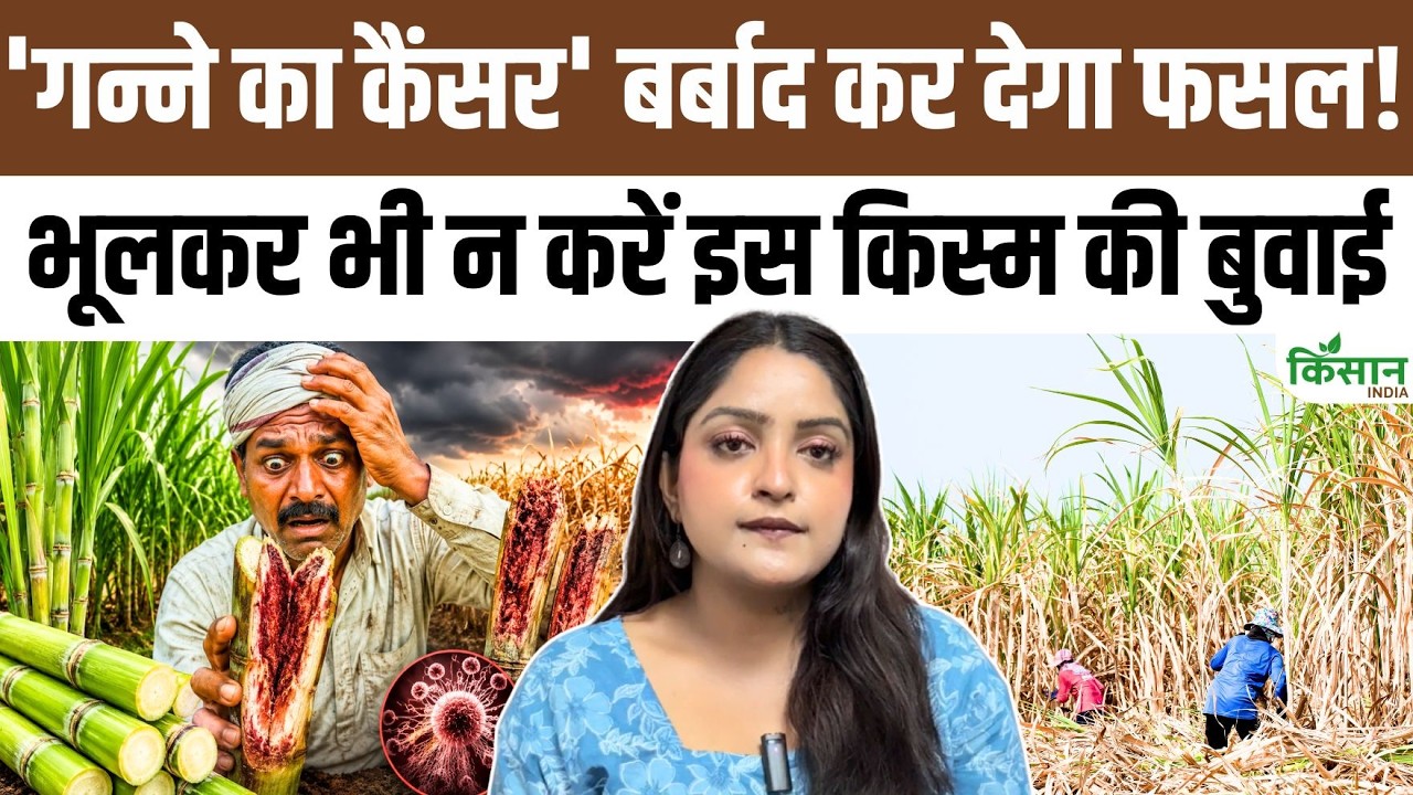 गन्ना किसानों के लिए बड़ा अलर्ट, ‘गन्ने का कैंसर’ फैलने से पहले तुरंत बदलें ये किस्म