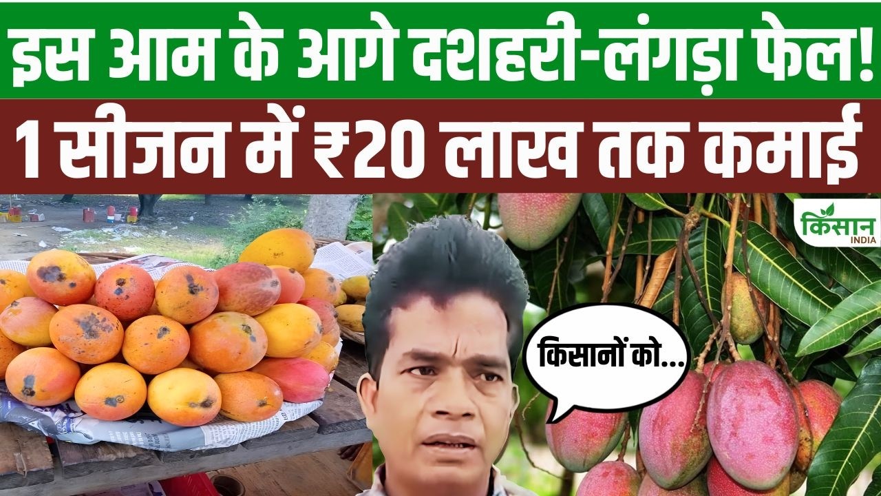 दशहरी और लंगड़ा से ज्यादा कमाई दे रहा याकुती आम, किसान एक सीजन में कमा रहे लाखों