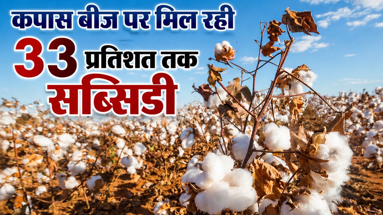 Cotton Farming: कपास किसानों को बड़ी राहत, सरकार ने 15 दिन के लिए बढ़ाई पंजीकरण अवधि