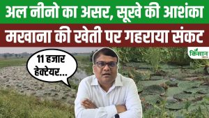 El Nino का कहर! बिहार की मखाना खेती संकट में, कटिहार में 11 हजार हेक्टेयर फसल प्रभावित