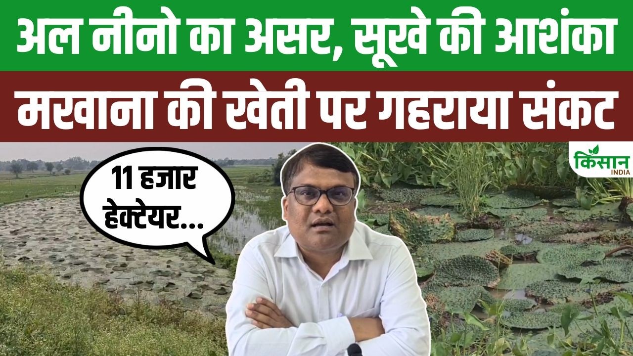 El Nino का कहर! बिहार की मखाना खेती संकट में, कटिहार में 11 हजार हेक्टेयर फसल प्रभावित