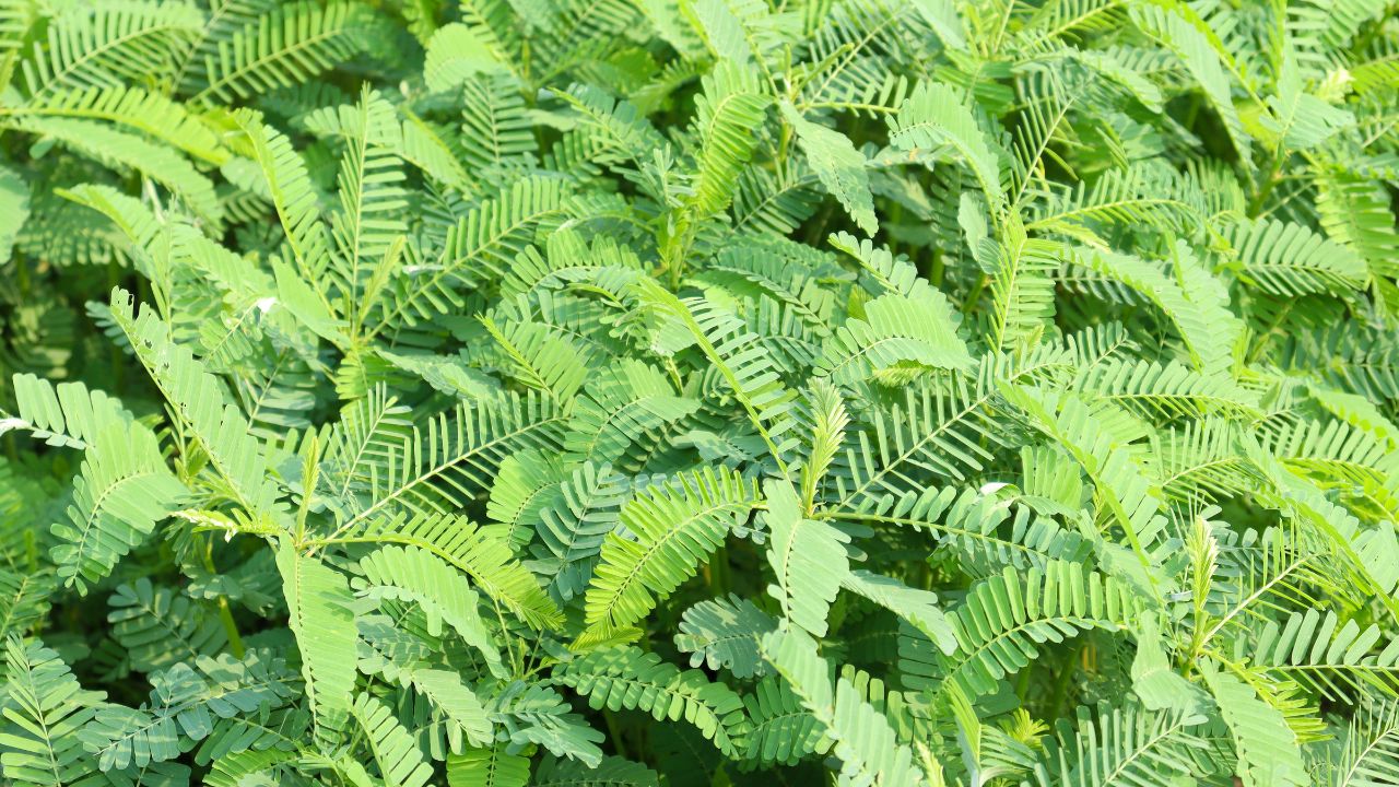 किसानों के लिए सुनहरा मौका, 50 फीसदी सब्सिडी के साथ करें इस फसल की खेती, बचेंगी 3 बोरी यूरिया