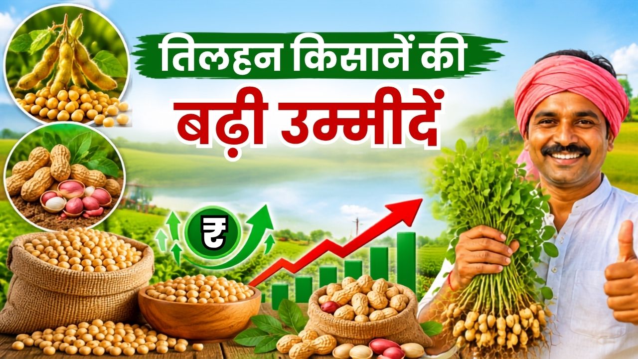 तिलहन किसानों के लिए अच्छी खबर, बेहतर दामों से बढ़ा किसानों का उत्साह, खरीफ में रकबा बढ़ने के आसार