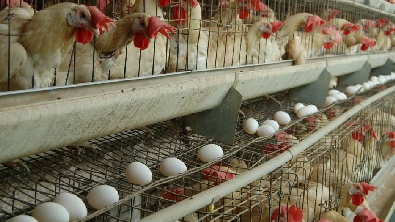 अंडा हुआ महंगा, रेट में 10 रुपये की बढ़ोतरी… चिकन ने भी बिगाड़ा ग्राहकों का बजट
