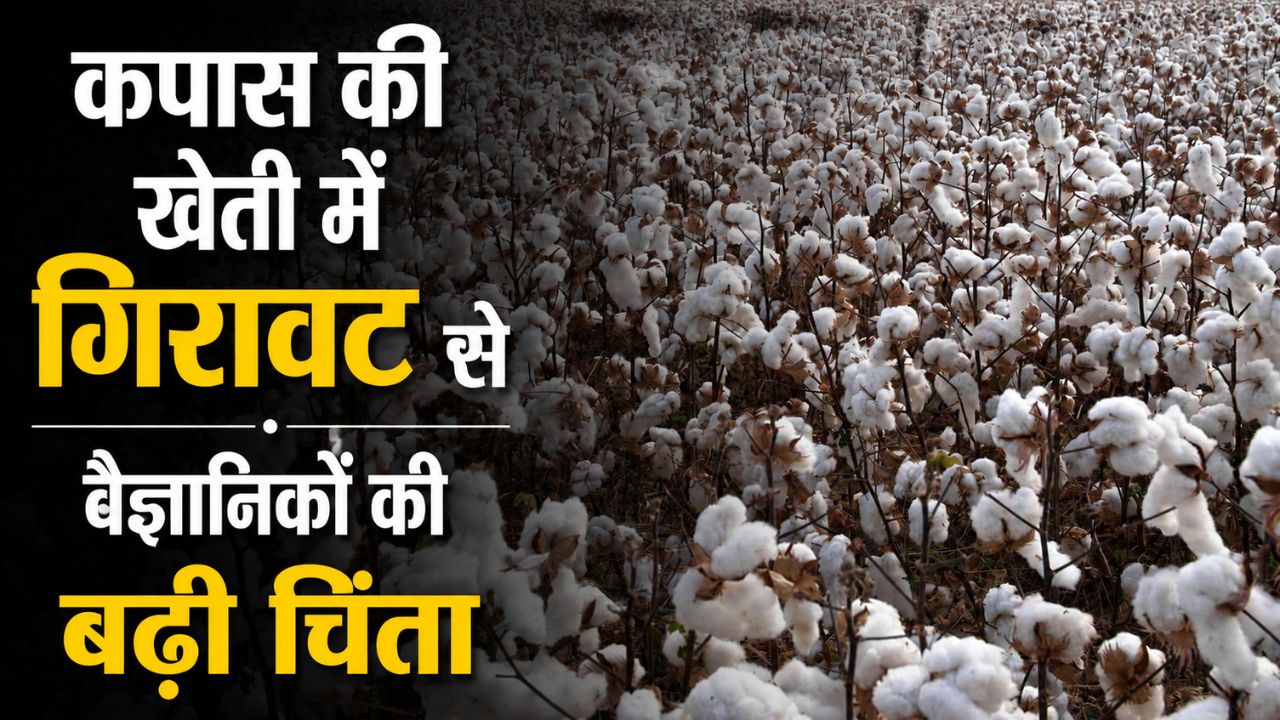 कपास की खेती में 70 फीसदी गिरावट, 7 साल में कम होकर 2.82 लाख हेक्टेयर रह गया रकबा