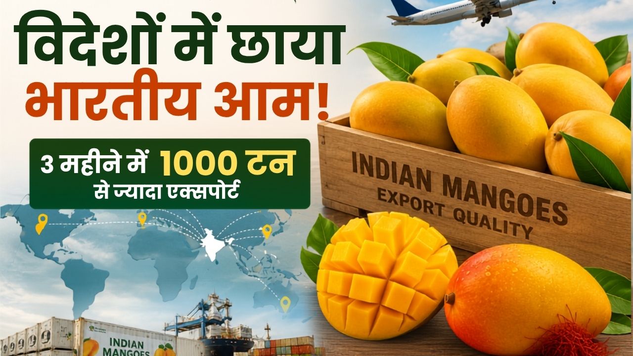 विदेशों में भारतीय आमों का जलवा! 3 महीने में 1000 टन से ज्यादा निर्यात, अल्फांसो-केसर की सबसे ज्यादा मांग