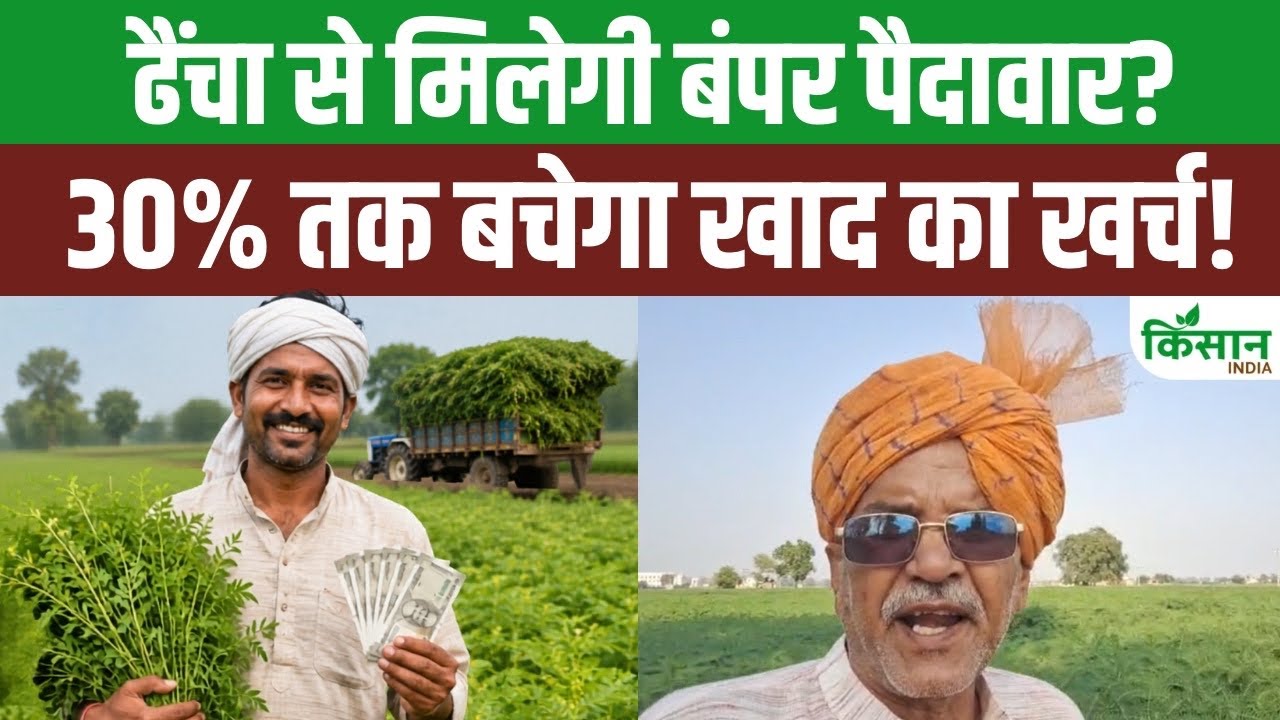 DAP-यूरिया छोड़ ढैंचा अपनाएं, खाद खर्च 30 फीसदी तक घटेगा और मिट्टी की उर्वरता भी बढ़ेगी
