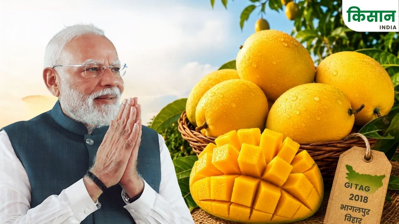 PM मोदी ने ‘मन की बात’ में क्यों किया जर्दालु आम का जिक्र? कैसे देशभर में छाया ये आम