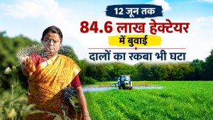 सुस्त पड़ी खरीफ बुवाई, रकबे में 3.9 फीसदी गिरावट.. जानें धान, दलहन और मोटे अनाज का हाल