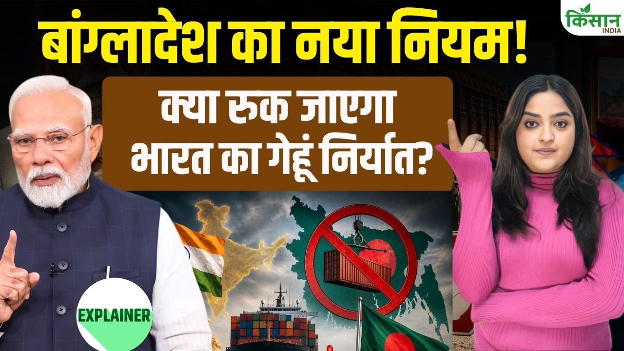बांग्लादेश के नए नियमों से भारतीय गेहूं निर्यात संकट में, कीमतों में गिरावट की आशंका, किसानों की चिंता बढ़ी