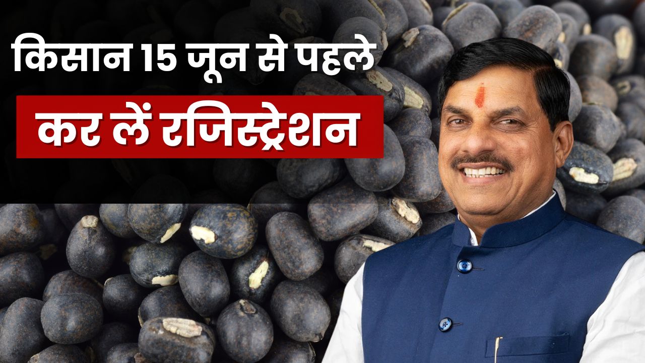 MP में उड़द की खरीदी ने पकड़ी रफ्तार, 15 जून तक कराएं रजिस्ट्रेशन, जानें पूरी प्रक्रिया