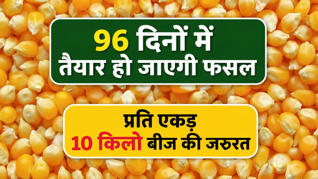 वैज्ञानिकों ने तैयार की मक्का की नई किस्म PMH-17.. प्रति एकड़ 25 क्विंटल होगी पैदावार