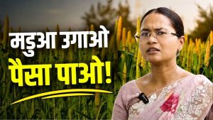 कम पानी वाली इस फसल पर सरकार दे रही 3,000 रुपये प्रोत्साहन राशि, शिल्पी नेहा तिर्की ने बताई पूरी योजना कम पानी वाली इस फसल पर सरकार दे रही 3,000 रुपये प्रोत्साहन राशि, शिल्पी नेहा तिर्की ने बताई पूरी योजना