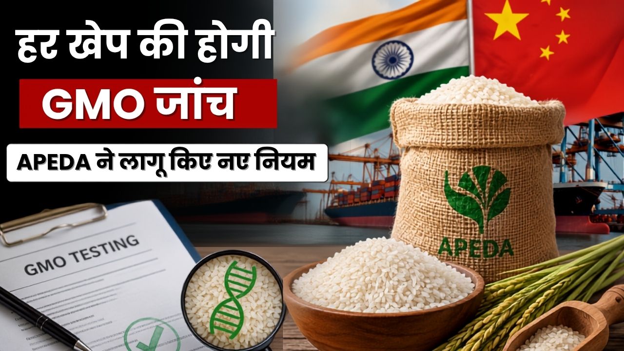 चीन को चावल निर्यात करना हुआ सख्त, अब हर खेप की होगी GMO जांच, APEDA ने लागू किए नए नियम