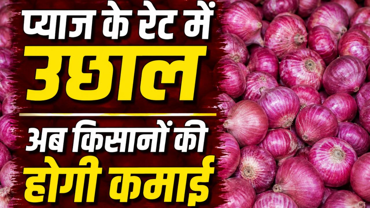 किसानों को राहत, लासलगांव मंडी में 2000 रुपये क्विंटल के पार पहुंचा प्याज.. अब रिटेल में बढ़ेंगी कीमतें