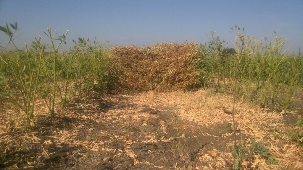 बुवाई के बाद समय-समय पर निराई-गुड़ाई और आवश्यकता अनुसार सिंचाई करते रहें. खेत को खरपतवार मुक्त रखने से पौधों को पर्याप्त पोषण मिलता है और उनकी बढ़वार अच्छी होती है.
