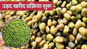 उड़द खरीद का ऐलान, किसानों को 600 रुपये बोनस देने की घोषणा, रजिस्ट्रेशन की लास्ट डेट जारी उड़द खरीद का ऐलान, किसानों को 600 रुपये बोनस देने की घोषणा, रजिस्ट्रेशन की लास्ट डेट जारी