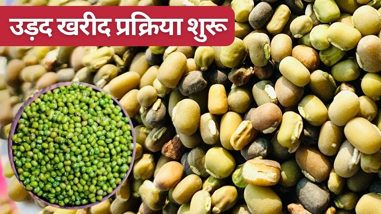 उड़द खरीद का ऐलान, किसानों को 600 रुपये बोनस देने की घोषणा, रजिस्ट्रेशन की लास्ट डेट जारी