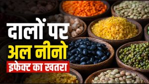 दालों के संकट की वजह बनेगा अल नीनो? कीमतों में उछाल और स्टॉक पर सरकार का आया बयान दालों के संकट की वजह बनेगा अल नीनो? कीमतों में उछाल और स्टॉक पर सरकार का आया बयान