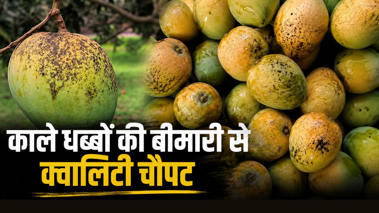 आम के लिए रामबाण रही बैगिंग विधि अचानक क्यों बनी मुसीबत, हिमसागर मैंगो का निर्यात रुका 