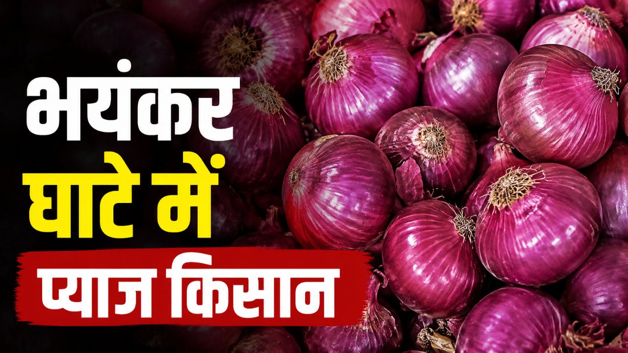 प्याज लागत 1800 रुपये और सरकारी भाव 1580 रुपये, मुनाफा छोड़िये जबरन घाटे में डाले गए किसान 