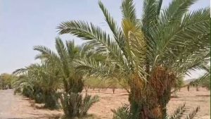 थार रेगिस्तान में खजूर की नई किस्म को मिली सफलता, कच्चा फल कसैला होने की बजाय मीठा थार रेगिस्तान में खजूर की नई किस्म को मिली सफलता, कच्चा फल कसैला होने की बजाय मीठा