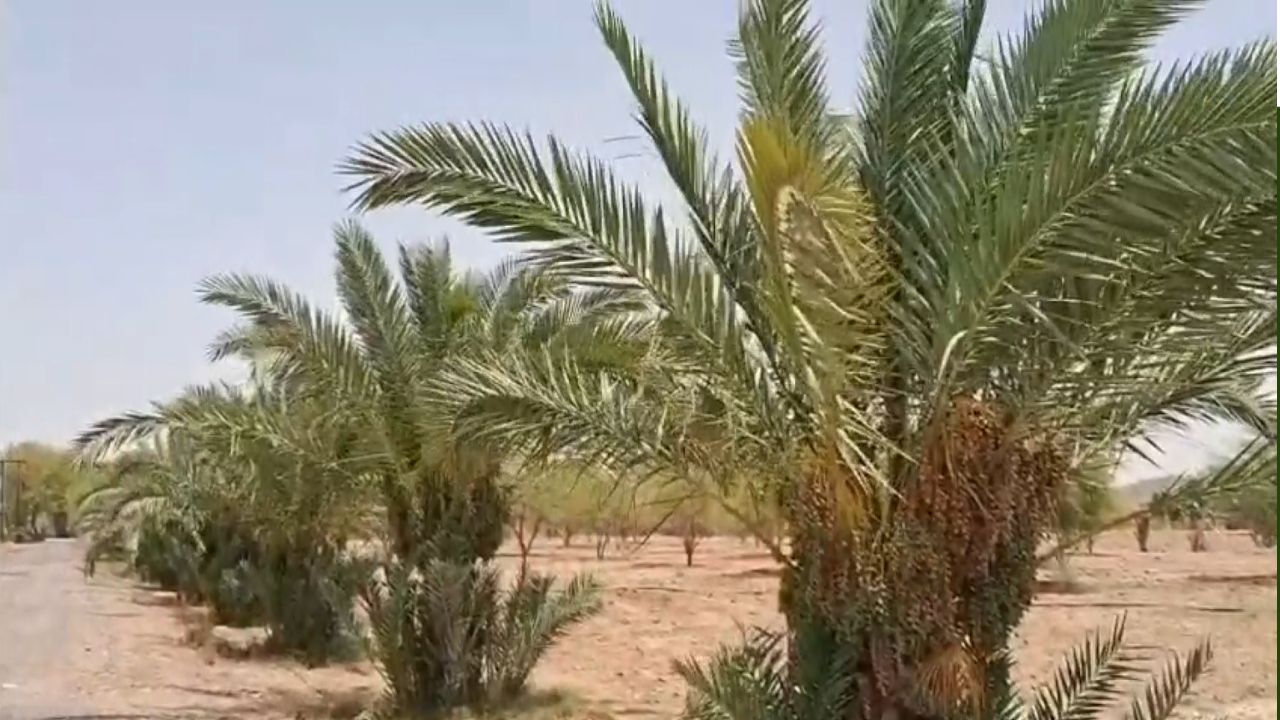 थार रेगिस्तान में खजूर की नई किस्म को मिली सफलता, कच्चा फल कसैला होने की बजाय मीठा