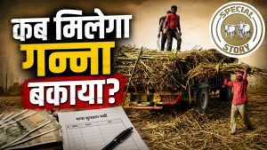 ऊंट के मुंह में जीरा बनी गन्ना भुगतान की 43 करोड़ रकम, किसानों का 12 हजार करोड़ बकाया ऊंट के मुंह में जीरा बनी गन्ना भुगतान की 43 करोड़ रकम, किसानों का 12 हजार करोड़ बकाया