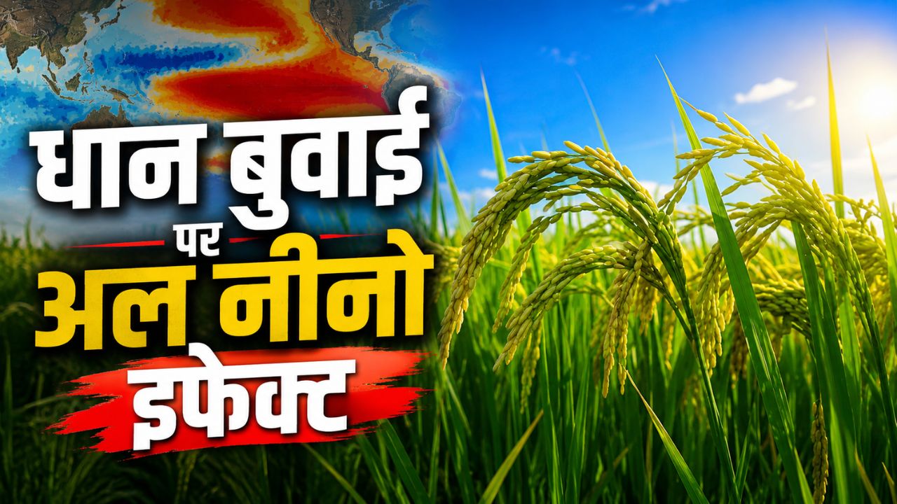 धान की खेती के लिए मुसीबत बना अल नीनो, सिंचाई संकट के चलते 2 लाख हेक्टेयर रकबा घटेगा