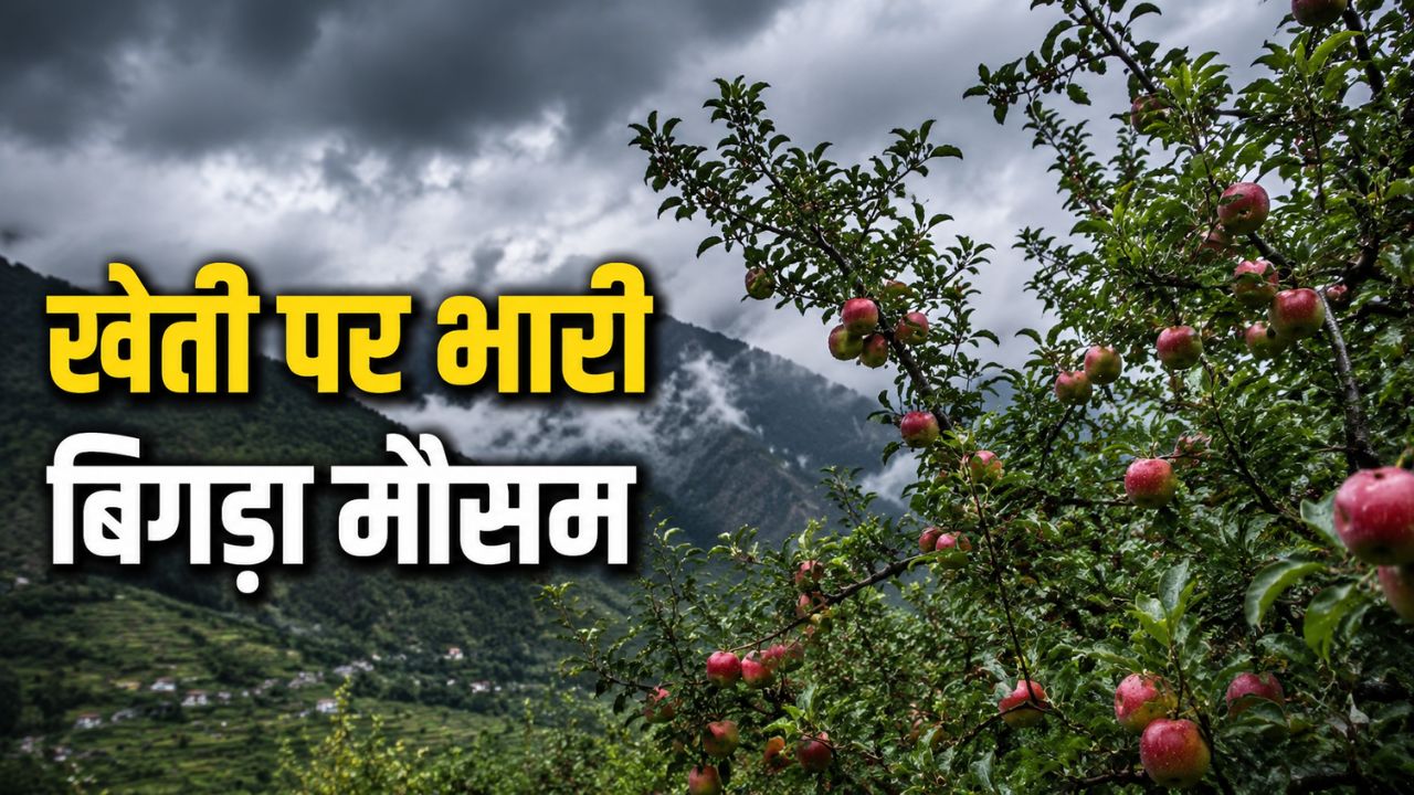 बारिश-हिमपात से सेब और मटर की फसल चौपट, बदलते मौसम ने बढ़ाई किसानों की मुश्किलें
