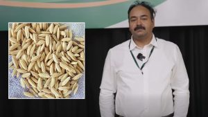 सुपर अल नीनो संकट से बचाएंगी 2 नई धान किस्में, धान रिसर्च सेंटर के डायरेक्टर ने बताए फायदे सुपर अल नीनो संकट से बचाएंगी 2 नई धान किस्में, धान रिसर्च सेंटर के डायरेक्टर ने बताए फायदे