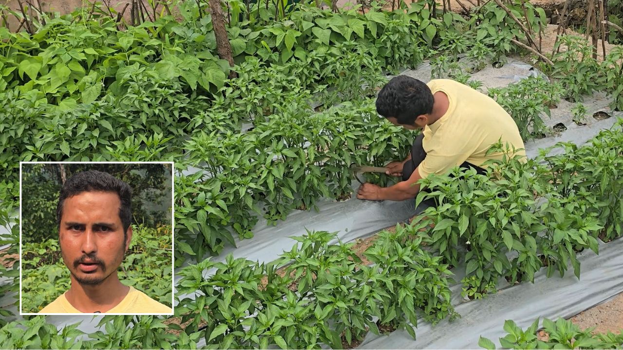 मल्चिंग विधि ने बढ़ाया सब्जी का उत्पादन, युवा किसान धीरज को मिला दोगुनी उपज और लागत घटी
