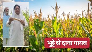 मक्का के पौधे में भुट्टे चार पर दाना एक भी नहीं, जांच कमेटी बनी.. बीज कंपनी को नोटिस जारी मक्का के पौधे में भुट्टे चार पर दाना एक भी नहीं, जांच कमेटी बनी.. बीज कंपनी को नोटिस जारी