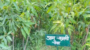 ग्राफ्टेड आम की खेती करेंगे किसान, 200 हेक्टेयर में ड्रैगन फ्रूट लगवाएगा उद्यान विभाग ग्राफ्टेड आम की खेती करेंगे किसान, 200 हेक्टेयर में ड्रैगन फ्रूट लगवाएगा उद्यान विभाग