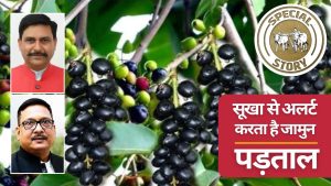 जामुन की ज्यादा फ्रूटिंग सूखा पड़ने का संकेत, कितनी सच है ये बात.. जानिए वैज्ञानिकों ने क्या कहा जामुन की ज्यादा फ्रूटिंग सूखा पड़ने का संकेत, कितनी सच है ये बात.. जानिए वैज्ञानिकों ने क्या कहा