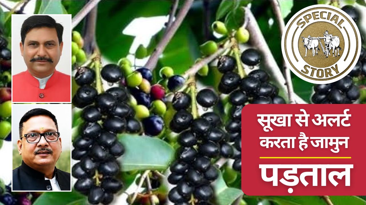 जामुन की ज्यादा फ्रूटिंग सूखा पड़ने का संकेत, कितनी सच है ये बात.. जानिए वैज्ञानिकों ने क्या कहा