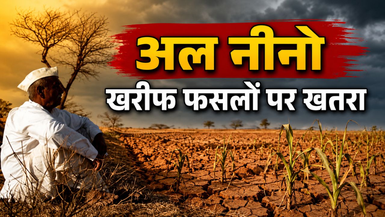 अल नीनो की आफत में फंसे किसान, 60 फीसदी कम बारिश से सूखने लगी पौध.. बुवाई पर संकट