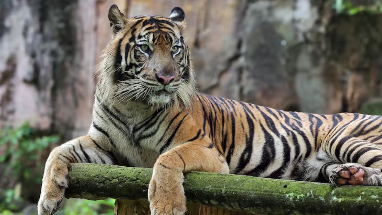 30 दिन में 8 बाघों की मौत पर हाईकोर्ट का सख्त कदम, 9 जुलाई को केंद्र और राज्य पेश करेंगे रिपोर्ट