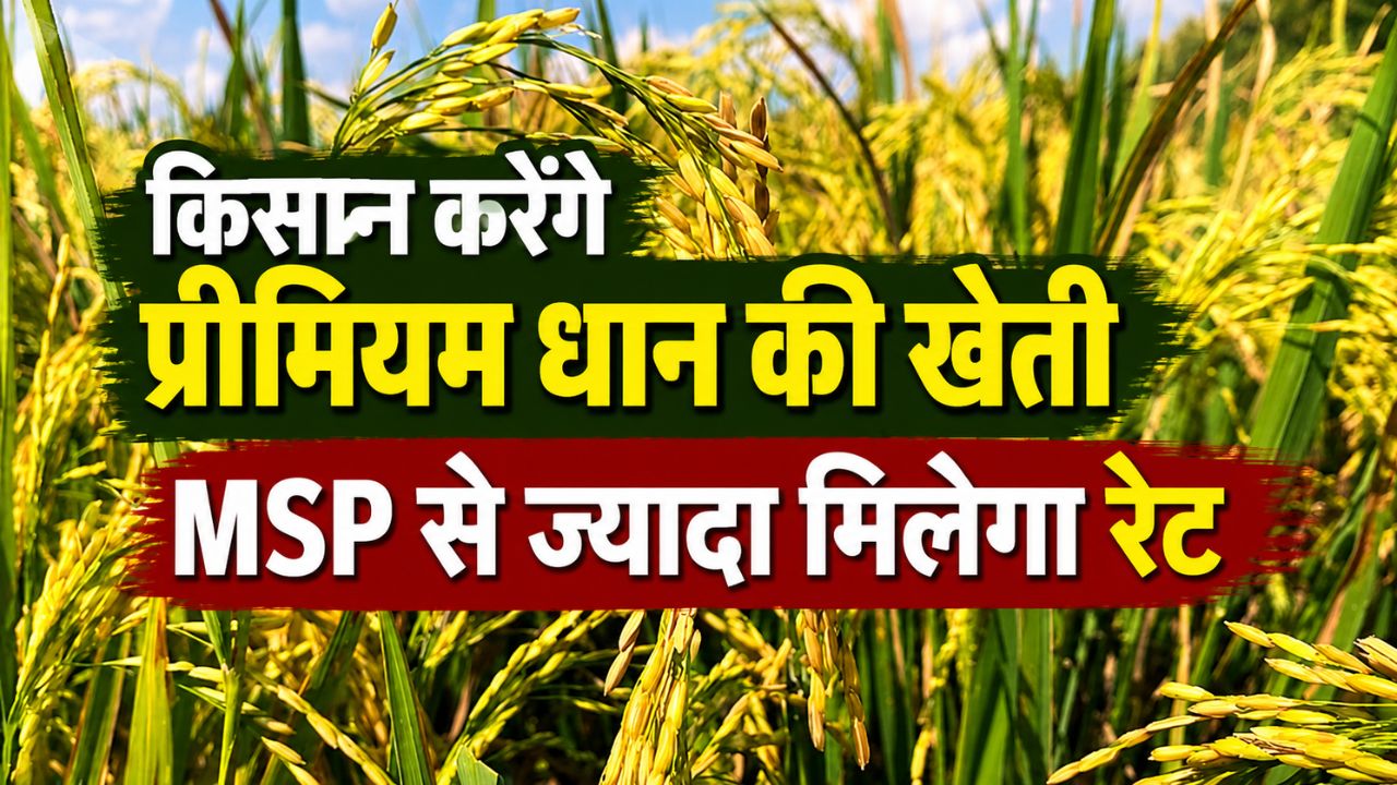 किसानों की बढ़ेगी कमाई, सरकार 8 प्रीमियम धान की किस्मों को करेगी प्रमोट.. विदेशों में है भारी मांग