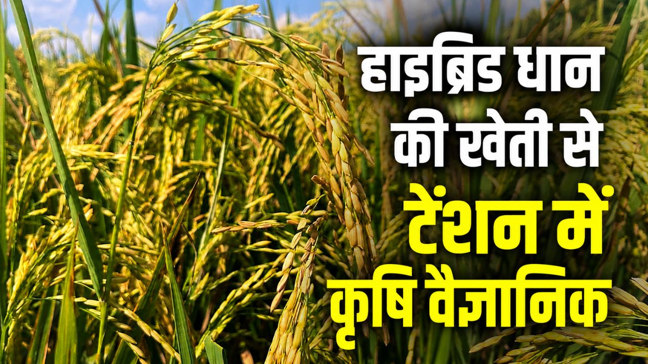 पंजाब में तेजी से बढ़ी हाइब्रिड धान की खेती, वैज्ञानिकों का अलर्ट.. मिलर्स को नुकसान की आशंका