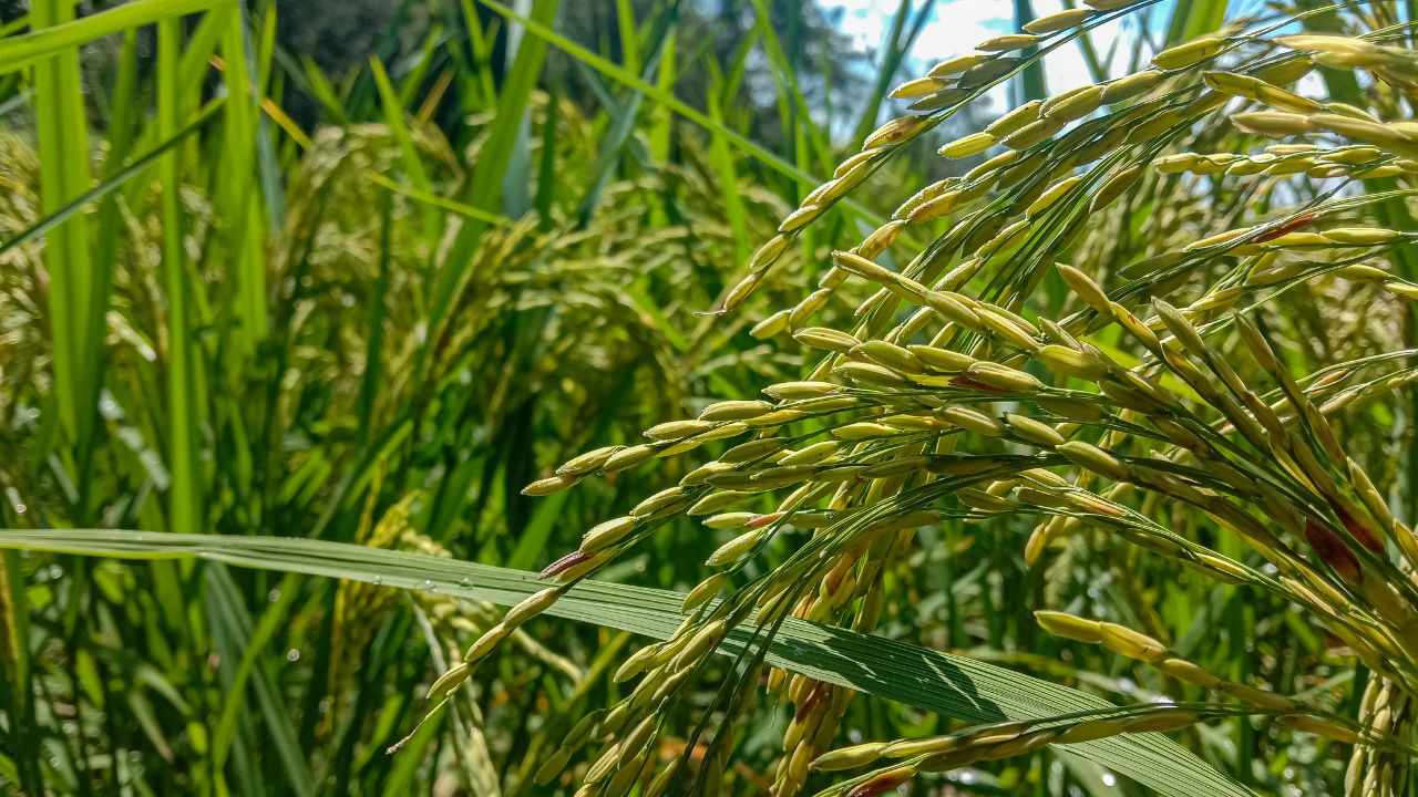 खरीफ किसानों के लिए जरूरी अलर्ट! बुवाई से पहले जरूर कर लें ये काम, नहीं तो हो सकता है भारी नुकसान