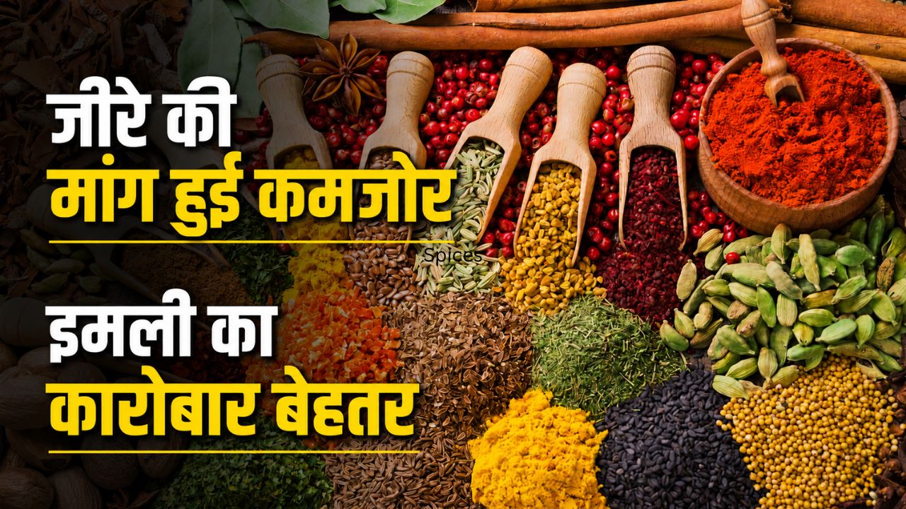 मसाला निर्यात को झटका, एक्सपोर्ट में 6 फीसदी  की गिरावट.. जीरा ने बिगाड़ा खेल