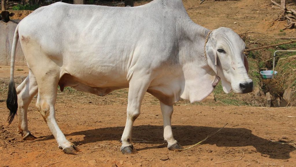थारपारकर जैसी देशी गायों का पालन न सिर्फ किसानों को आर्थिक लाभ देता है, बल्कि शुद्ध और बेहतर क्वालिटी वाले दूध की उपलब्धता भी बढ़ाता है. इसके संवर्धन से देशी नस्लों को बचाने और डेयरी क्षेत्र को मजबूत करने में मदद मिल सकती है.
थारपारकर जैसी देशी गायों का पालन न सिर्फ किसानों को आर्थिक लाभ देता है, बल्कि शुद्ध और बेहतर क्वालिटी वाले दूध की उपलब्धता भी बढ़ाता है. इसके संवर्धन से देशी नस्लों को बचाने और डेयरी क्षेत्र को मजबूत करने में मदद मिल सकती है.